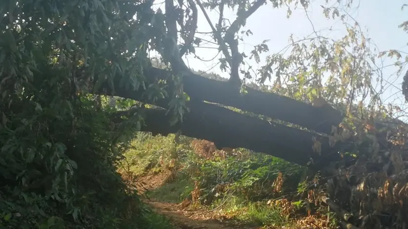 Alberi caduti. Sempre più frequenti gli eventi estremi