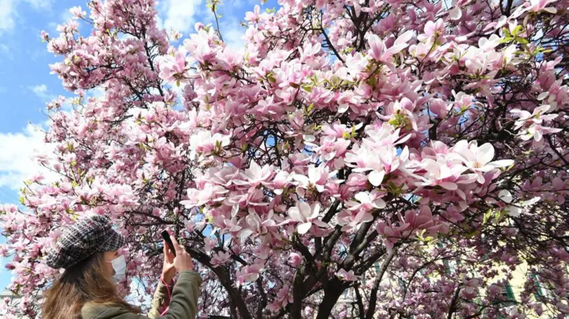 Una magnolia in fiore incanta una passante - Foto © www.giornaledibrescia.it