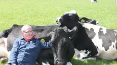 «Koe knuffelen»: in olandese significa letteralmente abbracciare la mucca