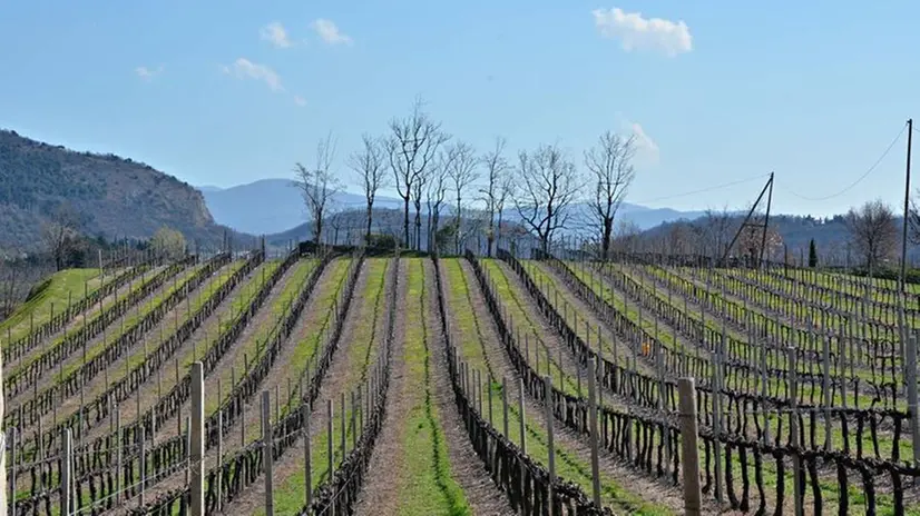 «Creiamo» è un ambizioso progetto di economia circolare che sfrutta gli scarti dei vigneti