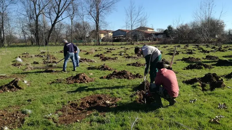 Il bosco di Tebaldini a Carpenedolo