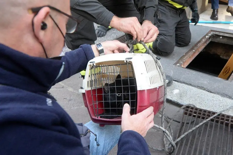 Vigili del fuoco recuperano un gatto finito nella bocca di lupo