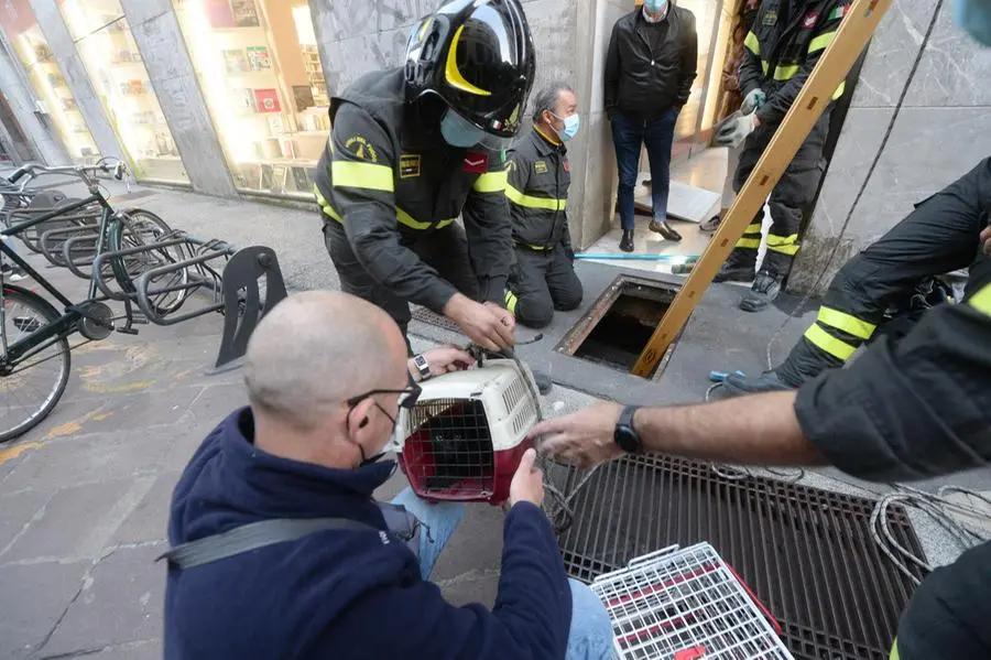 Vigili del fuoco recuperano un gatto finito nella bocca di lupo