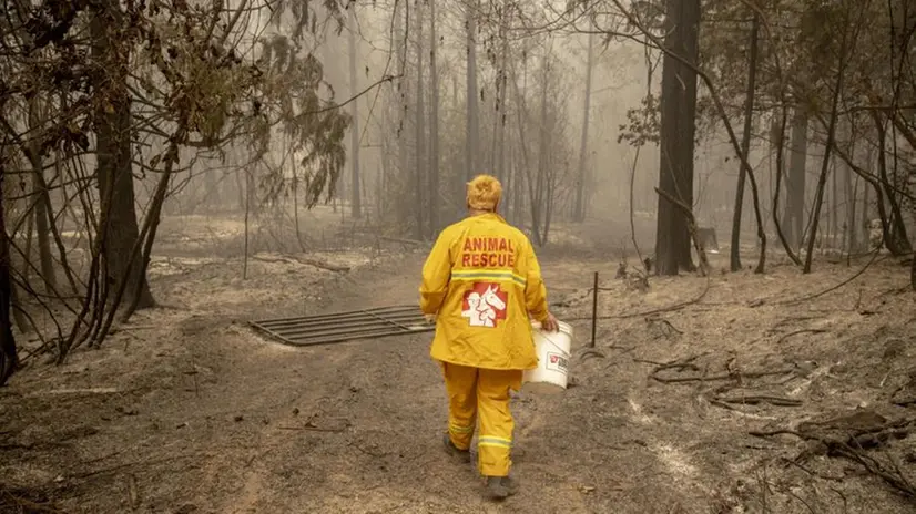 Gli incendi nell'ovest degli Stati Uniti