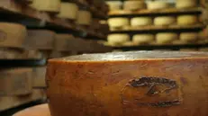 Una forma di Nostrano Valtrompia Dop -   Foto © www.giornaledibrescia.it