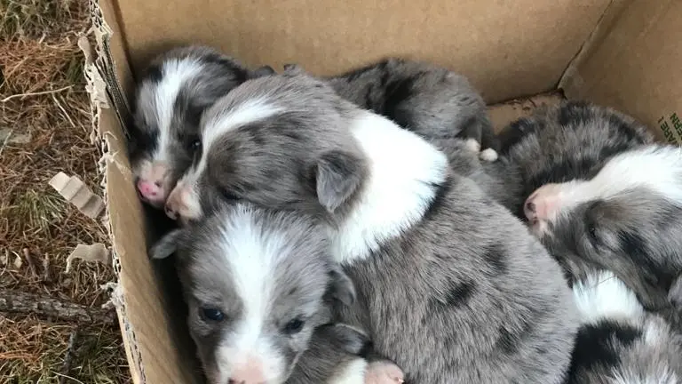 Cagnetta e cuccioli salvati a Incudine