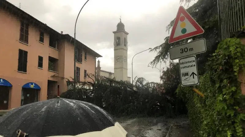Un albero abbattuto dal vento a San Zeno - Foto Marco Ortogni/Neg  © www.giornaledibrescia.it