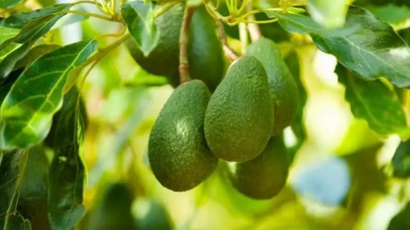 L'avocado sulla pianta
