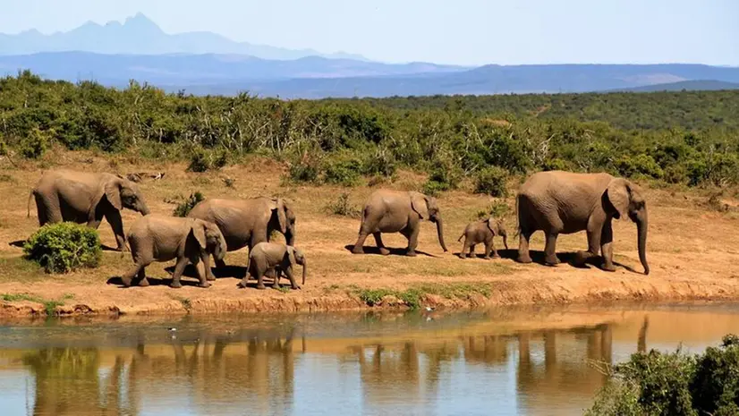 Un gruppo di elefanti