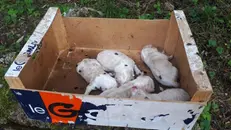 Abbandonati lungo la strada, salvati 5 cuccioli