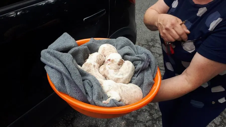 Abbandonati lungo la strada, salvati 5 cuccioli