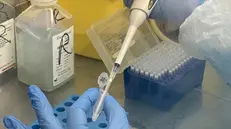 Un ricercatore effetua un  test rapido  salivare per il coranavirus all'universita Insubria -  Foto Ansa  © www.giornaledibrescia.it