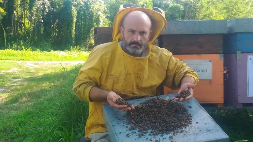 L'apicoltore Edoardo Mombelli che ha rilevato il disastro