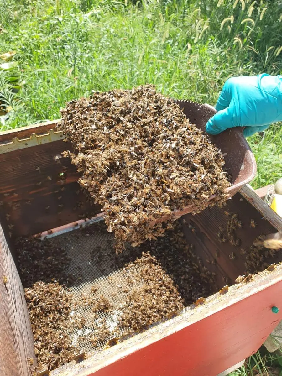 L'apicoltore Edoardo Mombelli che ha rilevato il disastro