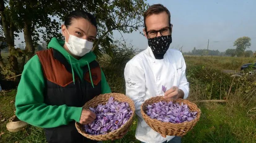 Corticelle di Pieve: la raccolta dello zafferano