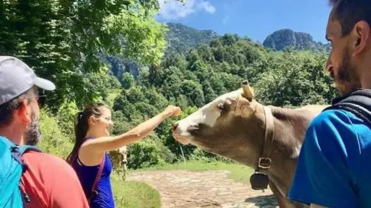 «Coccole» ad una mucca tra i monti dell’Alto Garda Bresciano - Foto © www.giornaledibrescia.it