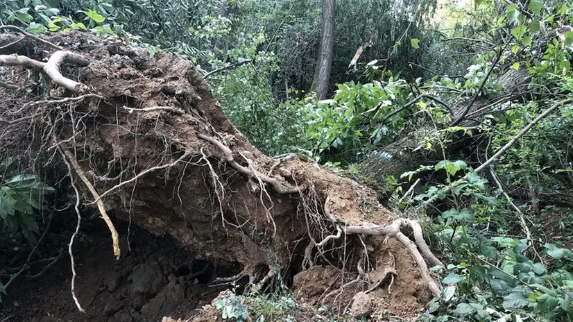 Un alberto divelto dal terreno dalla bufera che si è abbattuta anche in Maddalena - Foto © www.giornaledibrescia.it