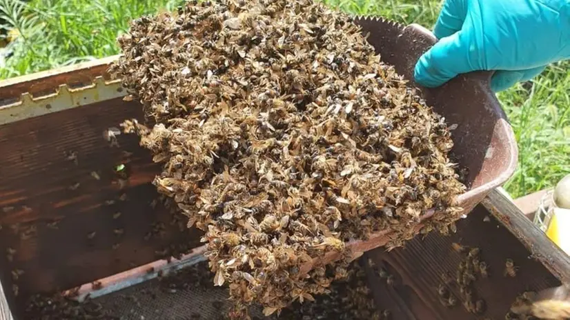 Quattro milioni le api morte lungo un territorio di sei chilometri - © www.giornaledibrescia.it