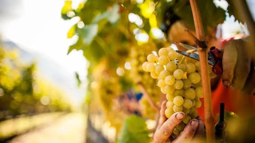 Vendemmia -  © www.giornaledibrescia.it