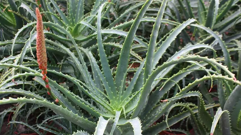 Utilizzata da secoli, l'aloe ha moltissime proprietà medicinali