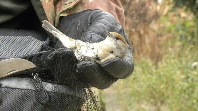 Nella foto d'archivio un uccello finito in una rete proibita