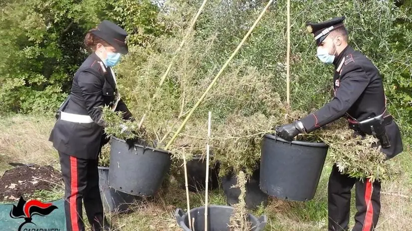 Le piante di marijuana sequestrate dai Carabinieri a San Felice del Benaco - © www.giornaledibrescia.it