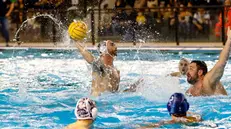 Jacopo Alesiani dell'An Brescia che debutta stasera in Champions League - 
Foto New Reporter Nicoli  © www.giornaledibrescia.it