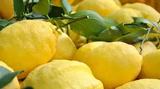 Limoni Sfusati di Amalfi, dalla forma allungata