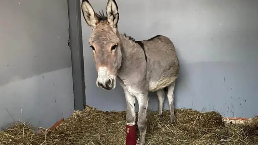 Junior, affidato all’Ippokampo Stable di Borgosatollo