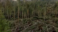 I danni del clima che cambia: alberi abbattuti in Alto Adige in seguito al maltempo