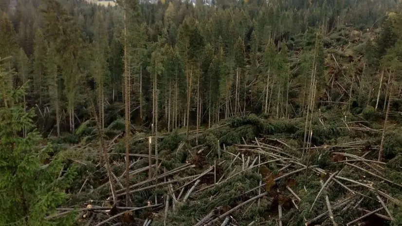 I danni del clima che cambia: alberi abbattuti in Alto Adige in seguito al maltempo