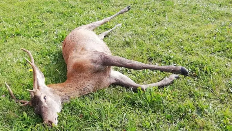 lI cervo ucciso a Capovalle - www.giornaledibrescia.it