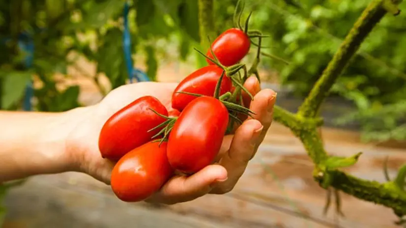 Il pomodoro San Marzano è il più adatto per fare conserve