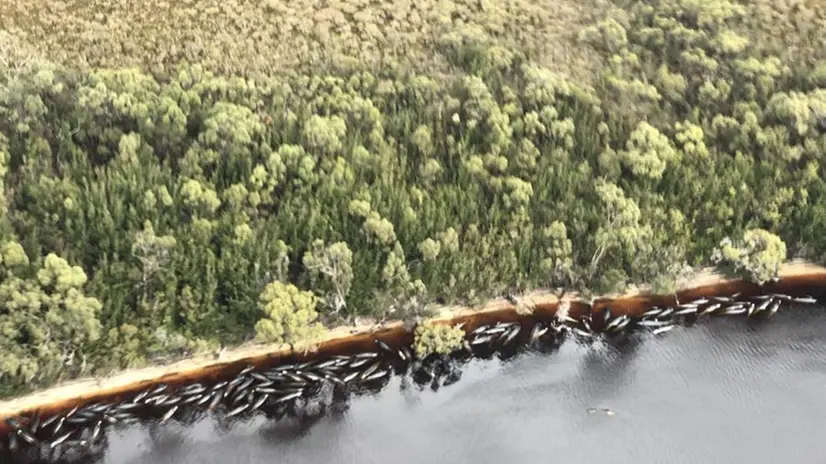 Una foto aerea mostra le balene morte vicino alla costa -  Foto © www.giornaledibrescia.it