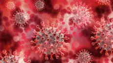 Un'immagine al microscopio di coronavirus - © www.giornaledibrescia.it