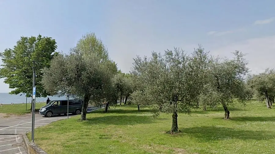 L’oliveto di viale Marconi -  © www.giornaledibrescia.it