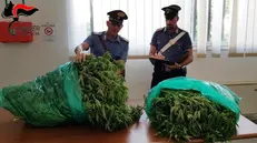 I carabinieri con parte delle piante estirpate e sequestrate - © www.giornaledibrescia.it