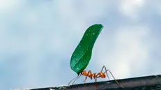 Una formica tagliafoglia - Foto © www.giornaledibrescia.it