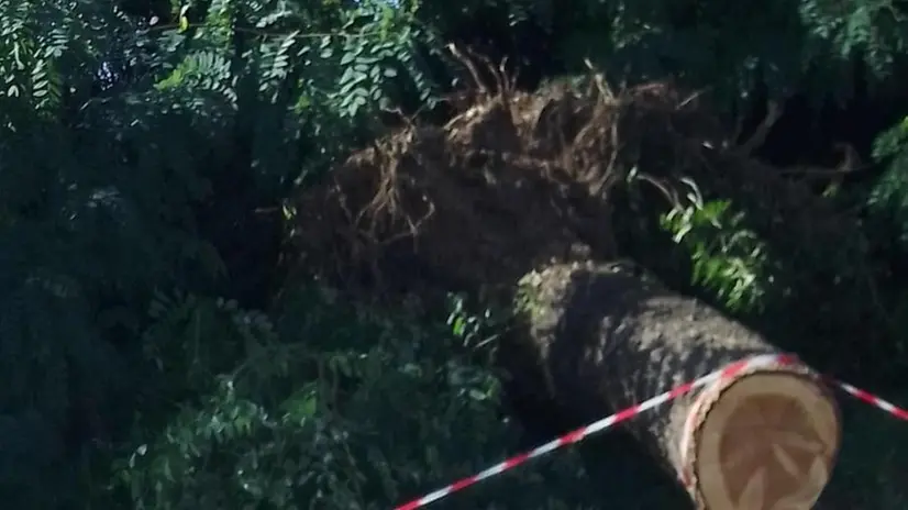 L’albero abbattuto dal vento che i Vigili del fuoco hanno rimosso dalla strada - © www.giornaledibrescia.it