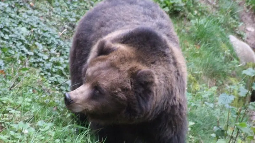 Un orso sarebbe stato avvistato a Volano di Cimbergo - © www.giornaledibrescia.it