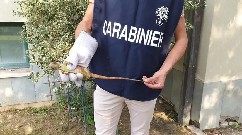 L'iguana trovata nel giardino della scuola dell'infanzia Bettinzoli - © www.giornaledibrescia.it