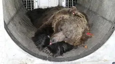 L'orsa adulta accompagnata da tre cuccioli catturata durante le attività di monitoraggio e presidio dell'area del Monte Peller - Foto © www.giornaledibrescia.it
