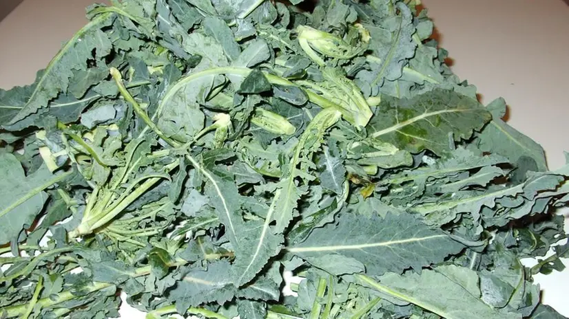 Il Broccolo Fiolaro