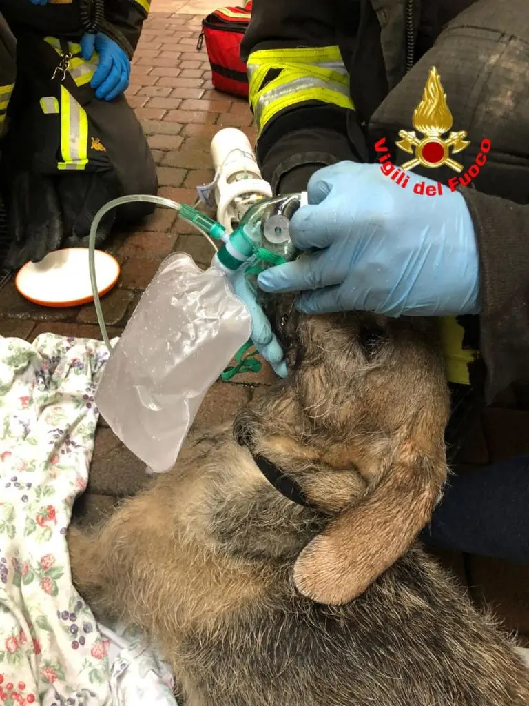 Il cane è stato salvato grazie all'intervento dei Vigili del fuoco