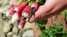 Ravanelli appena colti