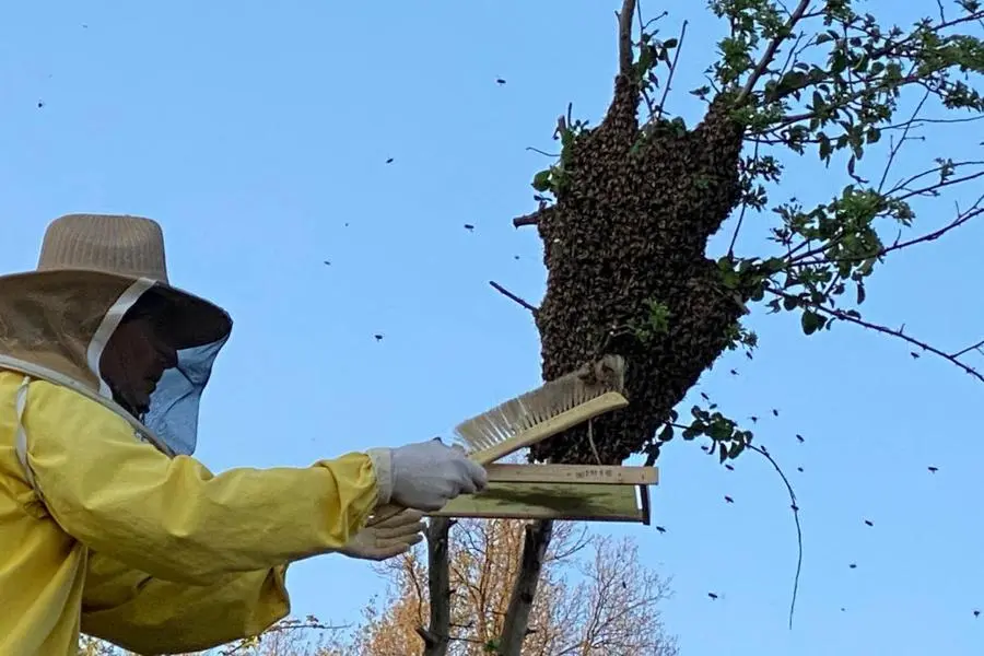 Vigili del Fuoco e un apicoltore alle prese con uno sciame in fuga