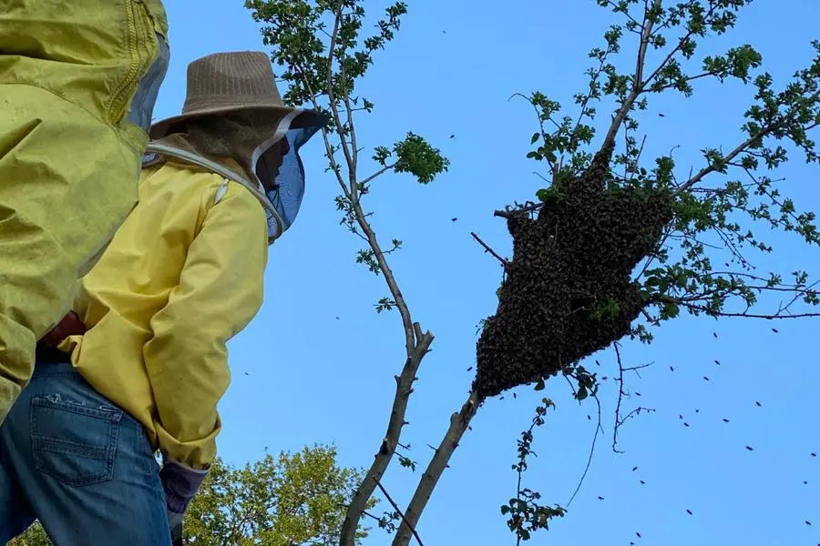 Vigili del Fuoco e un apicoltore alle prese con uno sciame in fuga