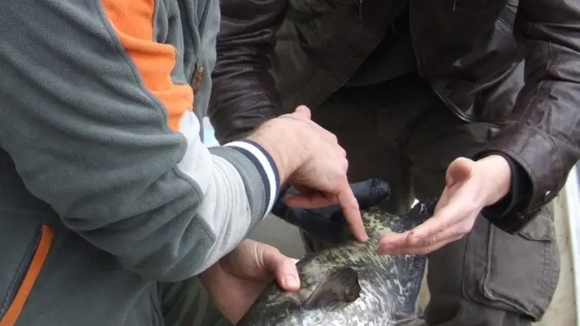 Campagna di contenimento del pesce siluro