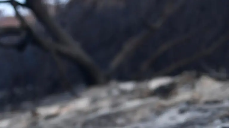 Oltre un miliardo di animali uccisi dagli incendi in Australia