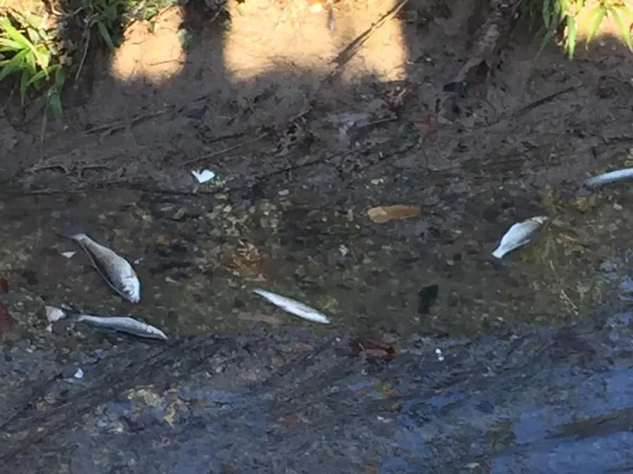 Moria di pesci a Gerole, frazione di Borgosatollo